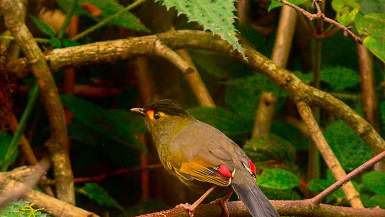 झारखंड के वन अधिकारी ने 146 प्रजाति के पक्षियों को पहचाना, हिंदी और संथाली में दर्ज किए नाम झारखंड के वन अधिकारी ने 146 प्रजाति के पक्षियों को पहचाना, हिंदी और संथाली में दर्ज किए नाम