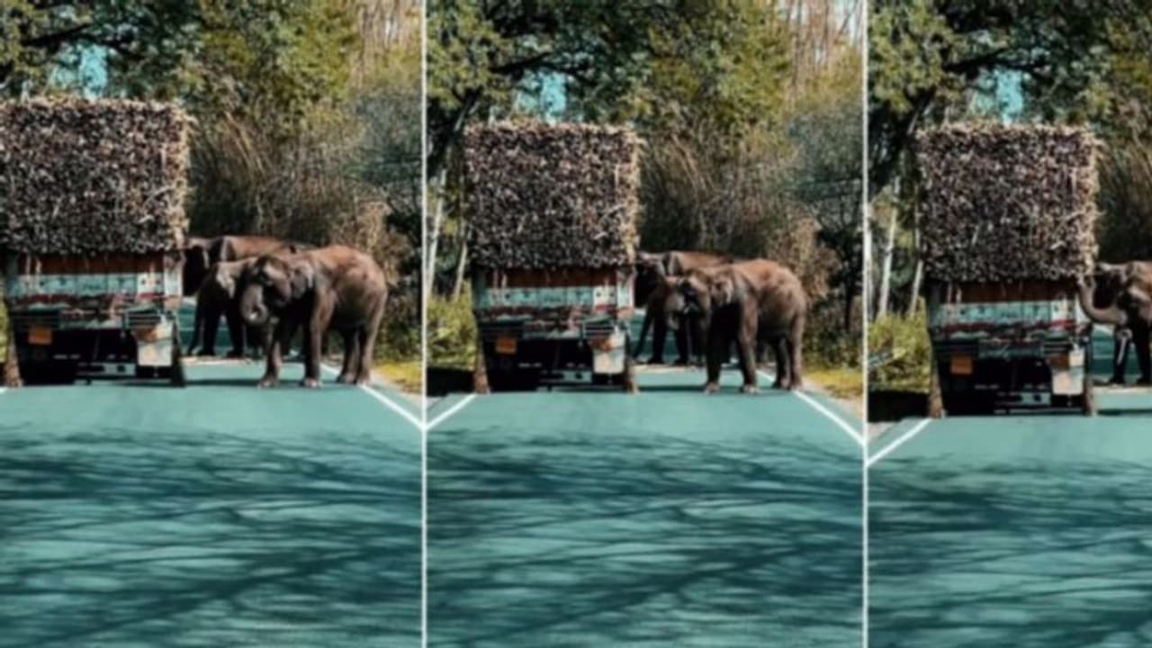 'ഞങ്ങള്‍ക്കുള്ള പങ്ക് എടുക്കുവാണേ'; വാഹനം തടഞ്ഞ് കാട്ടാനകളുടെ കരിമ്പ് മോഷണം; വീഡിയോ 