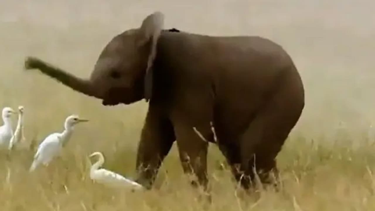 അച്ചോടാ, തുമ്പിക്കൈ സ്വന്തമായി നിയന്ത്രിക്കാനാവാത്ത ഒരാനക്കുട്ടി! 