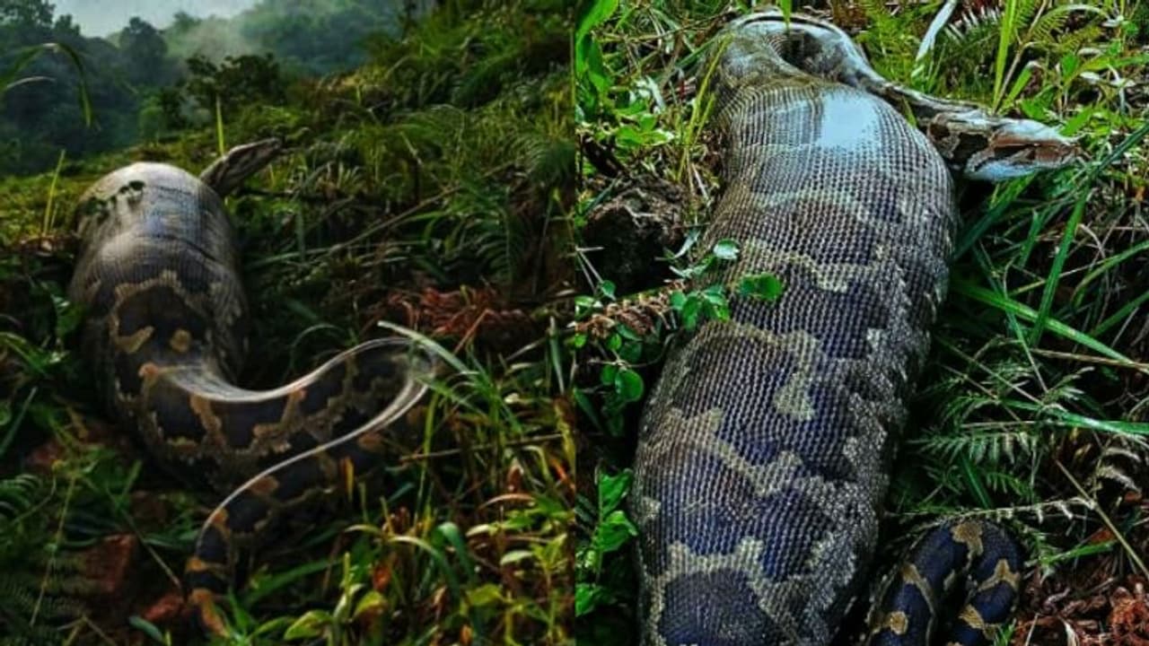 വിശന്നപ്പോൾ മുന്നിൽ കിട്ടിയത് മാനിനെ, ഇരയെ വിഴുങ്ങിയ പെരുമ്പാമ്പ് നാട്ടുകാരെ കണ്ടപ്പോൾ ഉപേക്ഷിച്ച് 'മുങ്ങി'