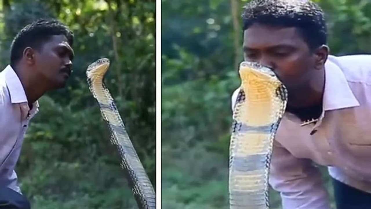 সাপের কপালে চুমু! কিং কোবরাকে আদরের রুদ্ধশ্বাস ভিডিওটি দেখুন সাপের কপালে চুমু! কিং কোবরাকে আদরের রুদ্ধশ্বাস ভিডিওটি দেখুন