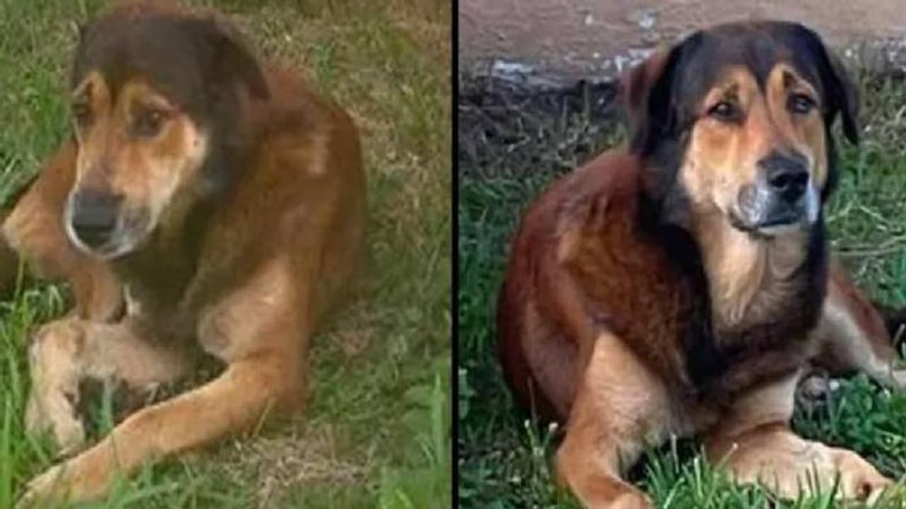 Viral Video: ಬಾಯಲ್ಲಿ ಮನುಷ್ಯನ ತಲೆ ಕಚ್ಚಿಕೊಂಡು ಓಡುತ್ತಿದ್ದ ನಾಯಿಯ ಭೀಕರ ದೃಶ್ಯ ಸೆರೆ