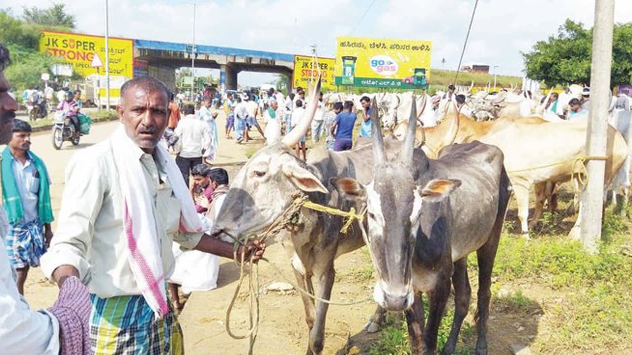 Lumpy Skin Disease: ರೋಗಕ್ಕೆ ಬಲಿಯಾದ ಜಾನುವಾರುಗಳಿಗೆ ಬಂತು ಪರಿಹಾರ! 