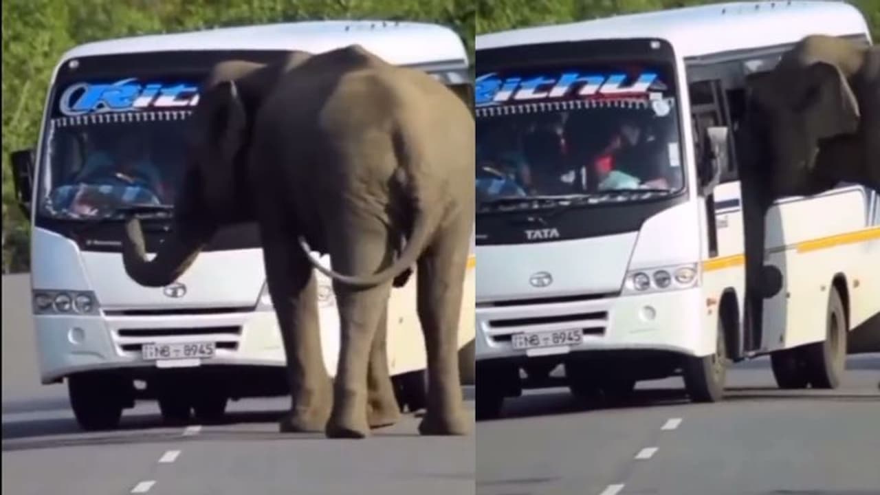 ಗಾಡಿ ನಿಲ್ಸ್ರೋ... ಬಸ್ ಅಡ್ಡ ಹಾಕಿ ಏರಲು ಬಂದ ಆನೆ : ವಿಡಿಯೋ ವೈರಲ್