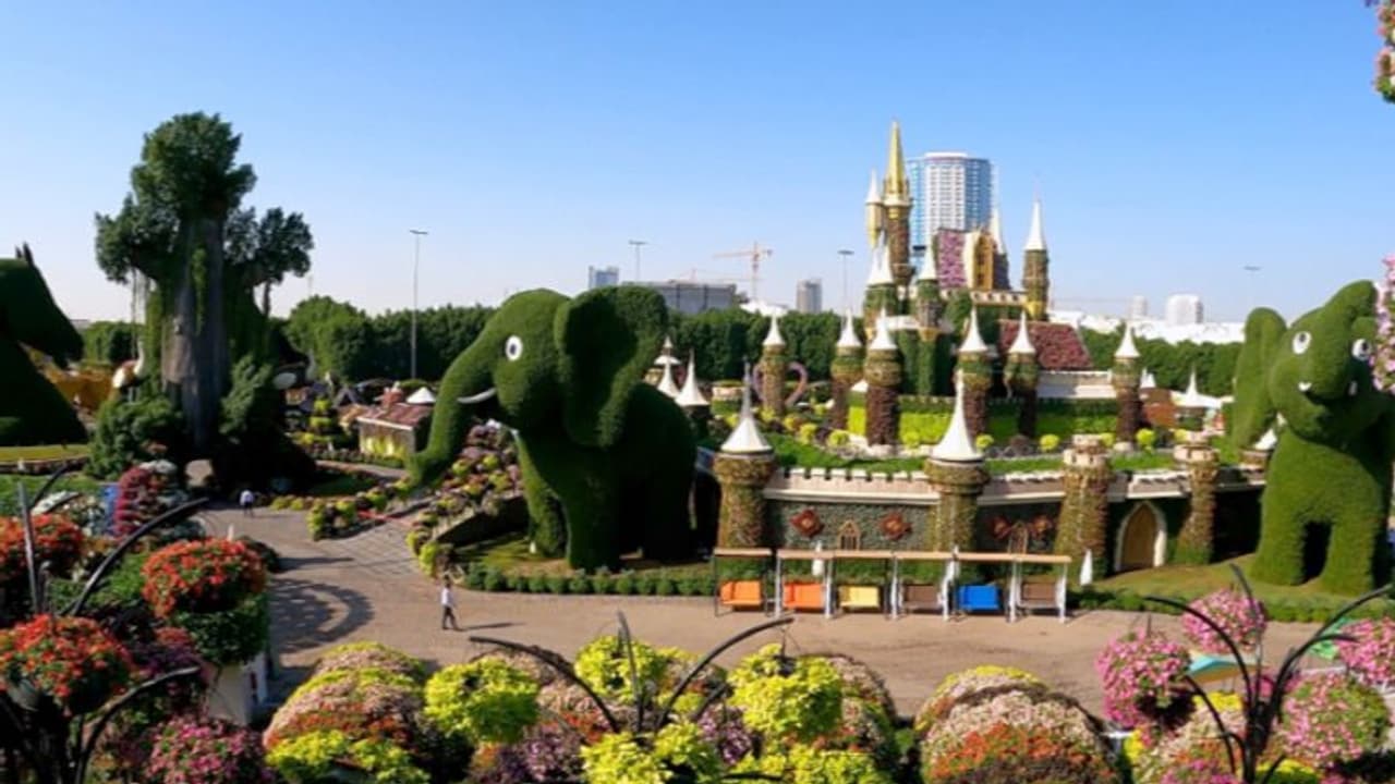 15 കോടിയിലധികം പൂക്കൾ, വിസ്മയ കാഴ്ചയൊരുക്കി ദുബായ് മിറാക്കിൾ ഗാർഡൻ 