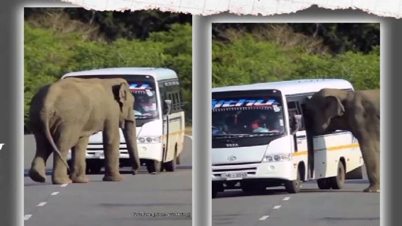 ഓടിക്കൊണ്ടിരുന്ന ബസ്സിൽ ചാടിക്കയറാൻ ശ്രമിച്ച് ആന, പിന്നീട് സംഭവിച്ചത് ഇങ്ങനെ
