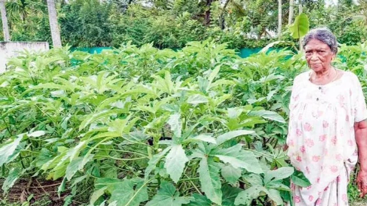 ജീവിത സായാഹ്നത്തില് അവശതകളല്ല പ്രേമവല്ലിക്ക് പറയാനുള്ളത്, കൃഷിയിലെ പുതുമാതൃകകള് ജീവിത സായാഹ്നത്തില് അവശതകളല്ല പ്രേമവല്ലിക്ക് പറയാനുള്ളത്, കൃഷിയിലെ പുതുമാതൃകകള്