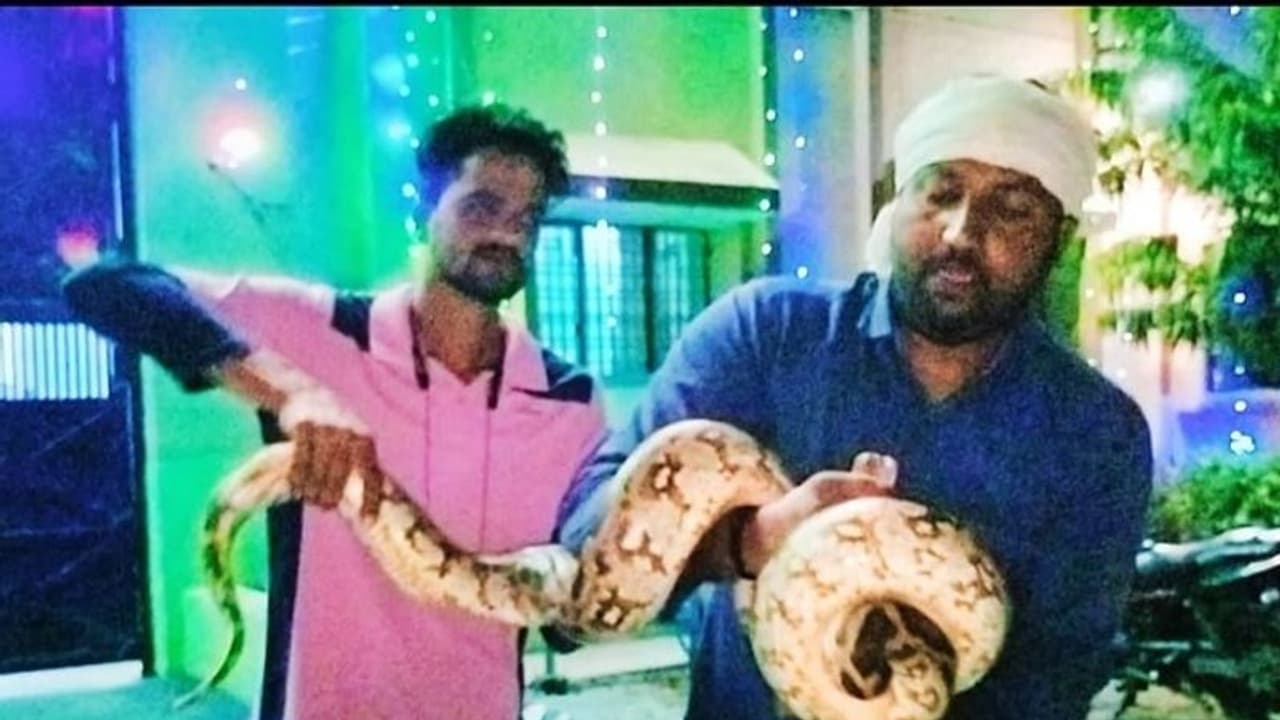 कन्नौज: जिला जेल में 8 फीट लंबा अजगर देख कैदियों में मचा हड़ंकप, ग्रामीण ने पकड़कर वन विभाग की टीम को सौंपा कन्नौज: जिला जेल में 8 फीट लंबा अजगर देख कैदियों में मचा हड़ंकप, ग्रामीण ने पकड़कर वन विभाग की टीम को सौंपा