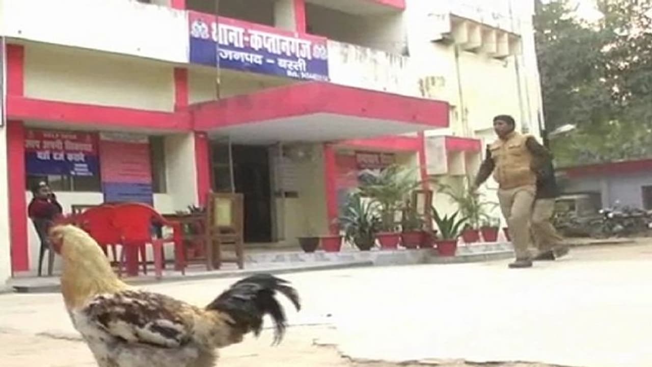 यूपी के इस थाने में रहता है 'मुर्गों' का जमावड़ा, पुलिस भी करती है निगरानी