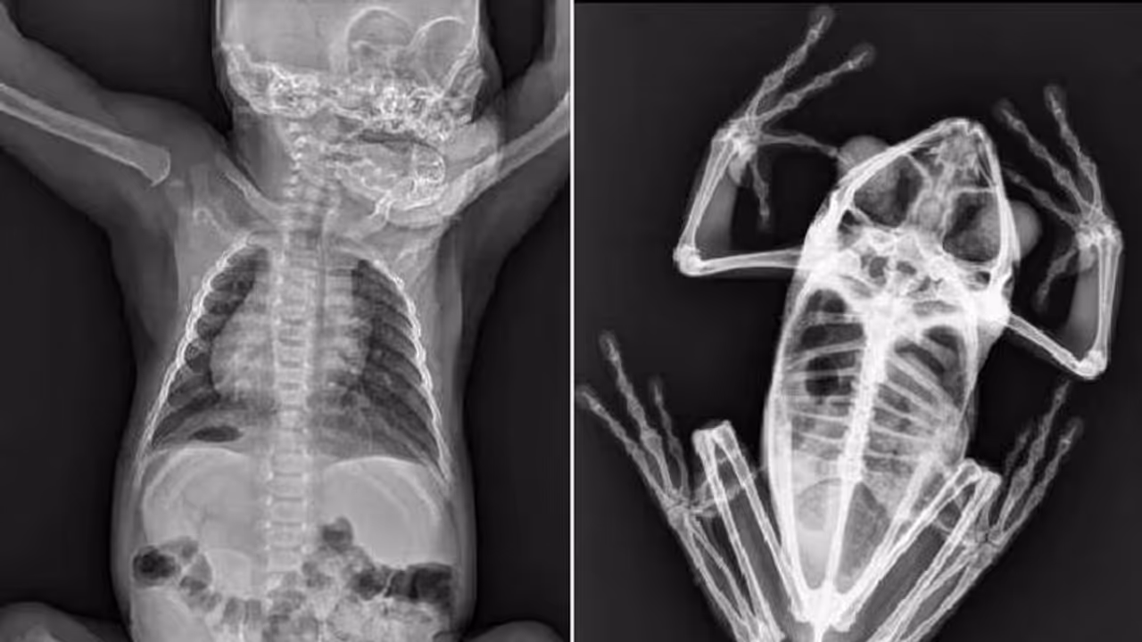 മൃഗങ്ങളുടെ എക്സ് റേ എടുത്താൽ ഇങ്ങനെയിരിക്കും, കണ്ട് അമ്പരന്ന് സോഷ്യൽ മീഡിയ