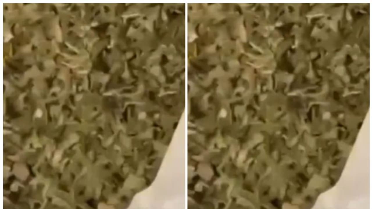 ഇറച്ചിയിലും കറന്സിയിലും കഞ്ചാവ് ഒളിപ്പിച്ച് കടത്താന് ശ്രമം; മൂന്ന് പ്രവാസികള് വിമാനത്താവളത്തില് പിടിയില് ഇറച്ചിയിലും കറന്സിയിലും കഞ്ചാവ് ഒളിപ്പിച്ച് കടത്താന് ശ്രമം; മൂന്ന് പ്രവാസികള് വിമാനത്താവളത്തില് പിടിയില്