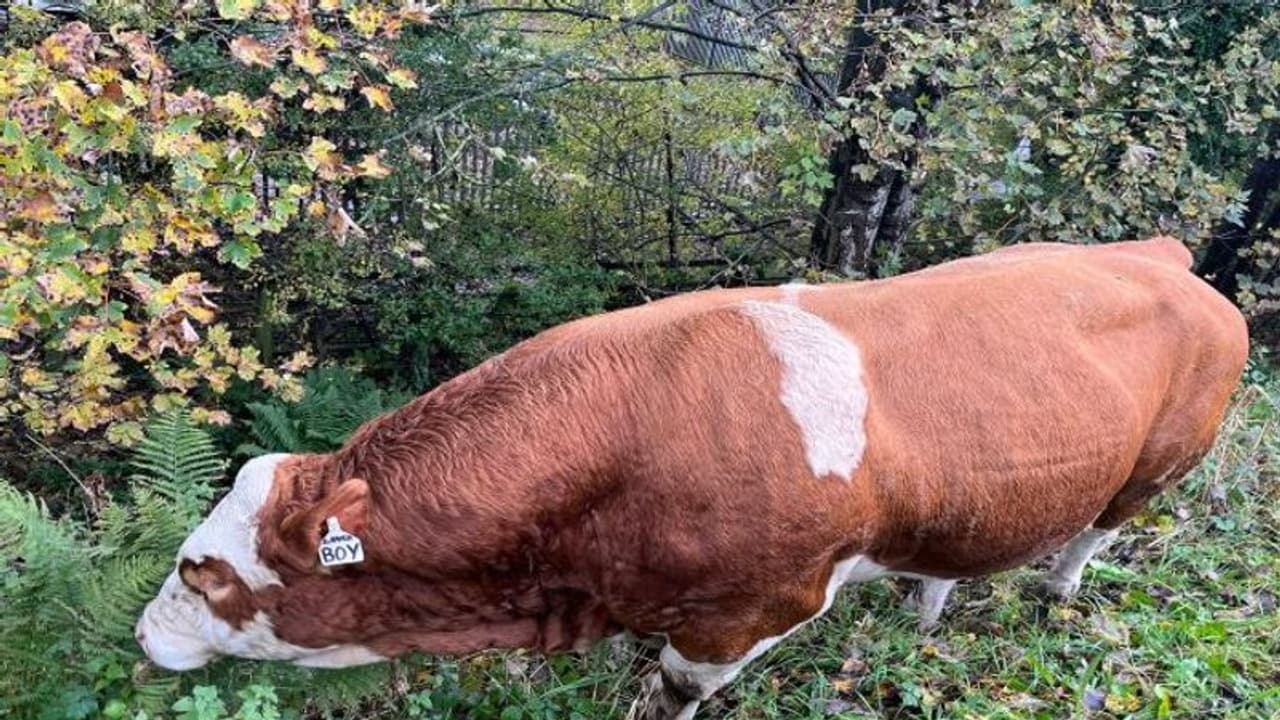 जानिए पुलिस ने किससे संभलकर चलने को कहा.. ये है Lover Boy, कभी भी काट सकता है यमलोक का टिकट जानिए पुलिस ने किससे संभलकर चलने को कहा.. ये है Lover Boy, कभी भी काट सकता है यमलोक का टिकट