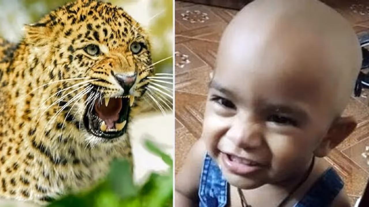 दर्दनाक खबर: मां को खोजने घर से निकली 16 माह की बच्ची, सामने आ गया तेंदुआ, जानिए फिर क्या हुआ दर्दनाक खबर: मां को खोजने घर से निकली 16 माह की बच्ची, सामने आ गया तेंदुआ, जानिए फिर क्या हुआ