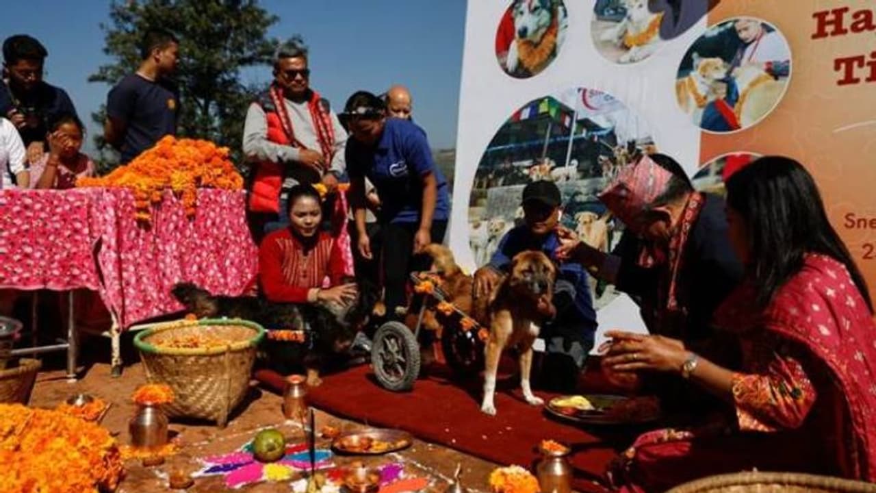 നായ്ക്കളെ മാലയിട്ട് ആദരിച്ച് ഈ രാജ്യം, അഞ്ച് ദിവസത്തെ ആഘോഷം നായ്ക്കളെ മാലയിട്ട് ആദരിച്ച് ഈ രാജ്യം, അഞ്ച് ദിവസത്തെ ആഘോഷം