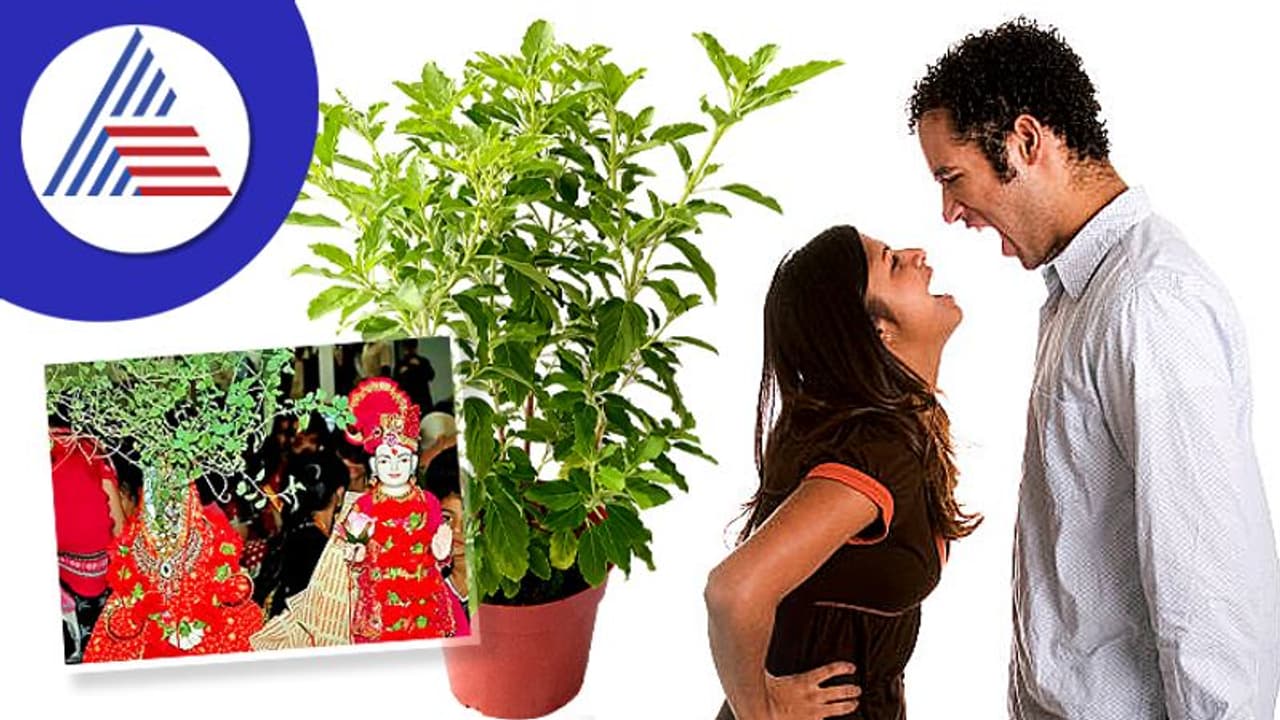 ಗಂಡ ಹೆಂಡತಿ ಮಧ್ಯೆ ಜಗಳ ಆಗುತ್ತಿದ್ದರೆ, ತುಳಸಿ ಮದುವೆ ದಿನ ಮಾಡಿ ಈ ಕೆಲಸ ಗಂಡ ಹೆಂಡತಿ ಮಧ್ಯೆ ಜಗಳ ಆಗುತ್ತಿದ್ದರೆ, ತುಳಸಿ ಮದುವೆ ದಿನ ಮಾಡಿ ಈ ಕೆಲಸ