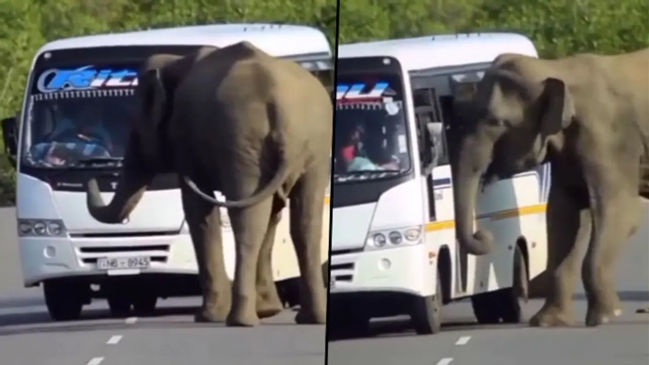 Watch: Elephant attempts to get inside bus, find out what happens next Watch: Elephant attempts to get inside bus, find out what happens next