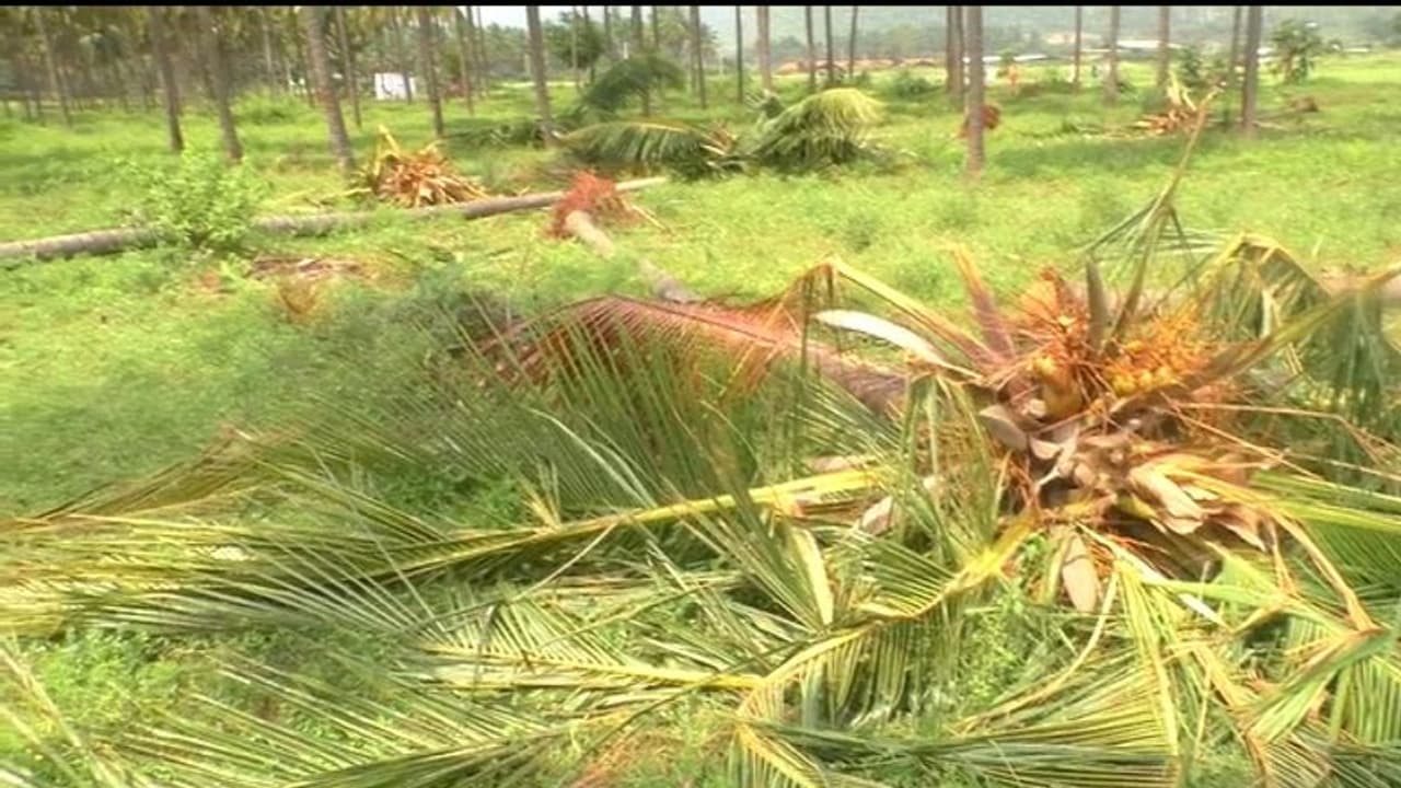 கோவையில் மலைப்பகுதியில் இருந்து வெளியேறிய யானை... விளைநிலங்களுக்குள் புகுந்து அட்டகாசம்!! கோவையில் மலைப்பகுதியில் இருந்து வெளியேறிய யானை... விளைநிலங்களுக்குள் புகுந்து அட்டகாசம்!!