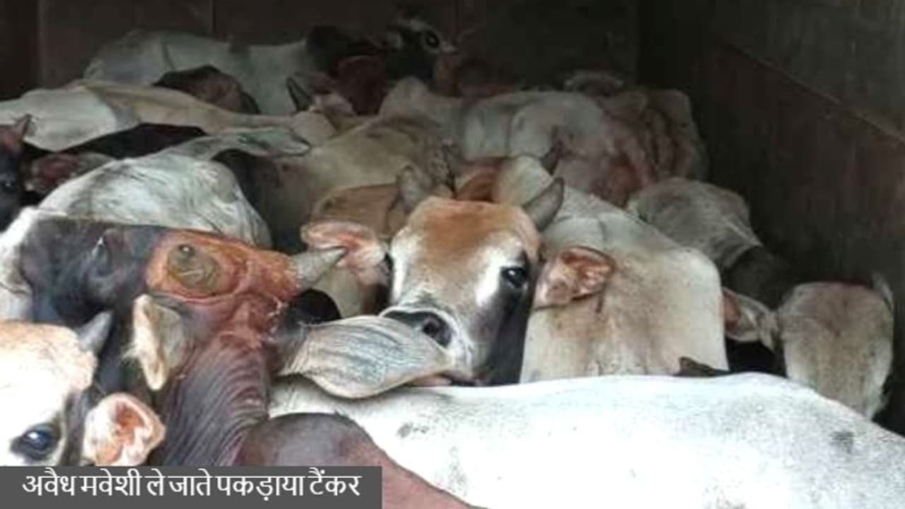 झारखंड का शॉकिंग मामलाः अवैध तरीके से ले जा रहे मवेशियों से भरा टैंकर पकड़ाया, भूसे जैसे ठूंस रखे थे गाड़ी में झारखंड का शॉकिंग मामलाः अवैध तरीके से ले जा रहे मवेशियों से भरा टैंकर पकड़ाया, भूसे जैसे ठूंस रखे थे गाड़ी में