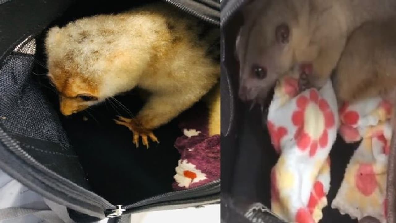 விமானத்தில் கடத்தி வரப்பட்ட அரியவகை விலங்குகள்… திரும்பி அதே நாட்டிற்கு அனுப்பி வைத்த சுங்கத்துறை!!