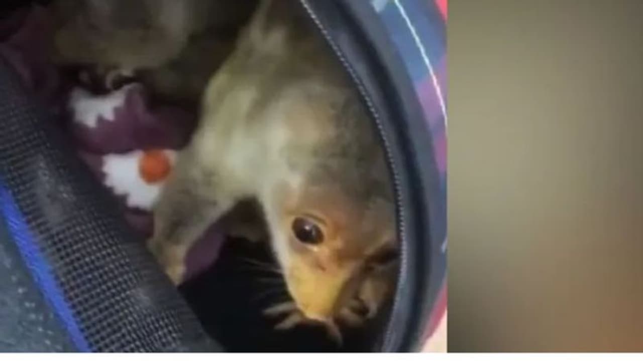 విదేశీ జంతువుల అక్రమ రవాణా... ప్రయాణికుడి అరెస్ట్...! విదేశీ జంతువుల అక్రమ రవాణా... ప్రయాణికుడి అరెస్ట్...!