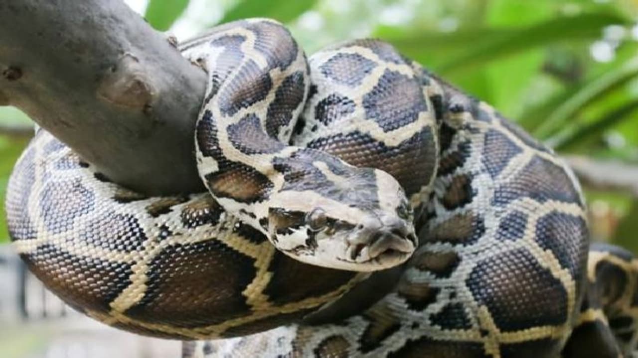 Python:5 அடி நீள முதலையை ‘அப்படியே’ விழுங்கிய பர்மா மலைப்பாம்பு: வயிற்றைக் கிழித்து வெளியே எடுத்த வைரல் வீடியோ Python:5 அடி நீள முதலையை ‘அப்படியே’ விழுங்கிய பர்மா மலைப்பாம்பு: வயிற்றைக் கிழித்து வெளியே எடுத்த வைரல் வீடியோ