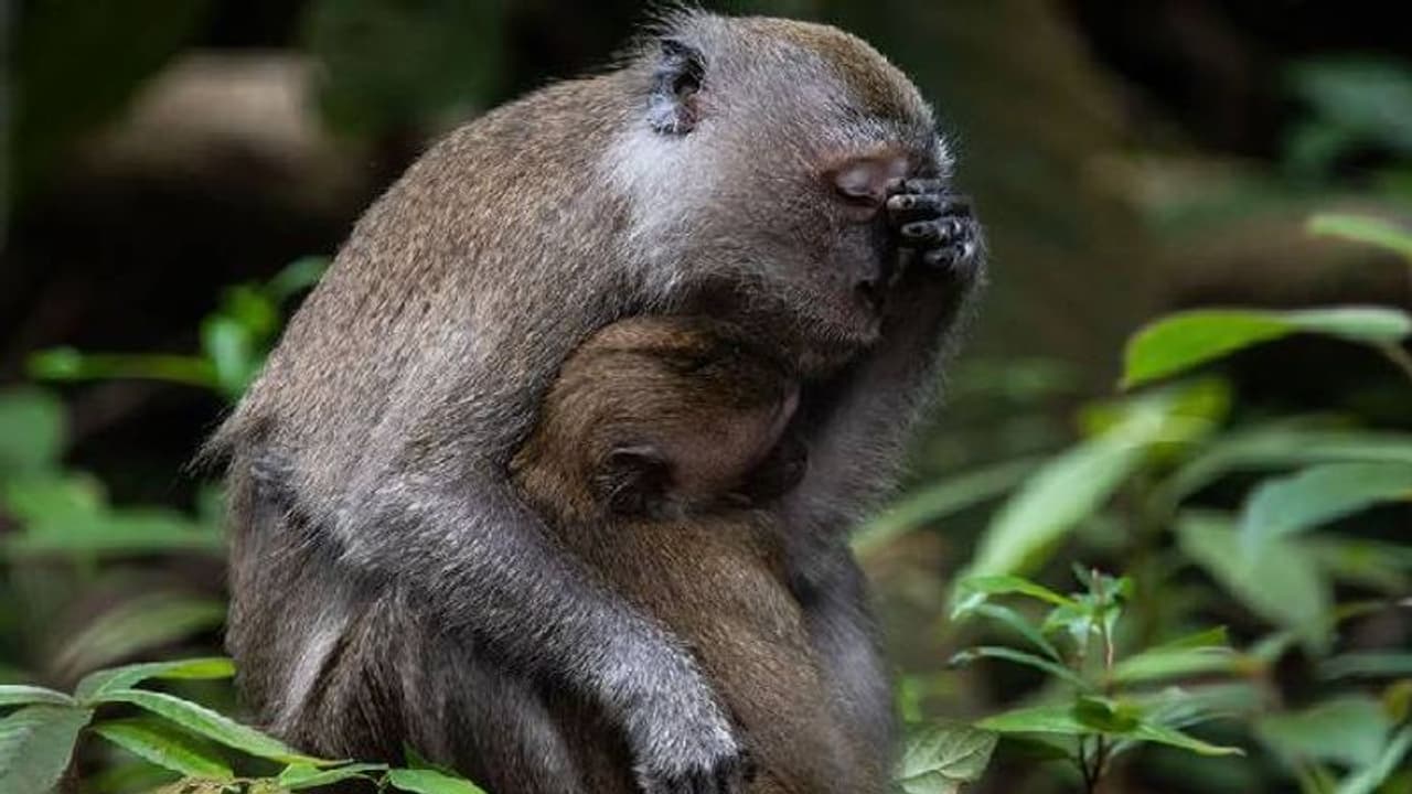 കോമഡി വൈൽഡ്ലൈഫ് ഫോട്ടോഗ്രാഫി; ചിരിക്കുന്ന ആഫ്രിക്കൻ സിംഹം മുതൽ ക്ഷീണിതയായ അമ്മ മകാക് വരെ കോമഡി വൈൽഡ്ലൈഫ് ഫോട്ടോഗ്രാഫി; ചിരിക്കുന്ന ആഫ്രിക്കൻ സിംഹം മുതൽ ക്ഷീണിതയായ അമ്മ മകാക് വരെ