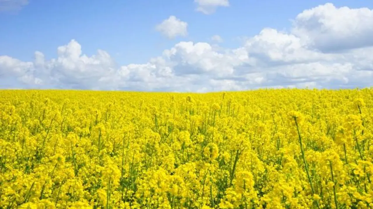 DMH 11, India's first genetically modified food crop, gets nod for field trials