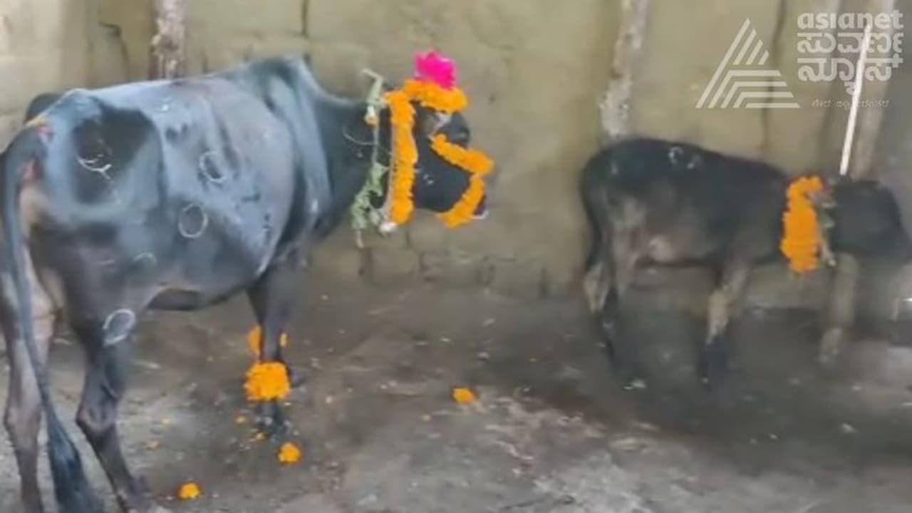 Chikkamagaluru: ದೀಪಾವಳಿ ಹಬ್ಬದಂದು ಗೋವುಗಳಿಗೆ ಸಿಂಗಾರ ಮಾಡಿ ವಿಶೇಷ ಪೂಜೆ Chikkamagaluru: ದೀಪಾವಳಿ ಹಬ್ಬದಂದು ಗೋವುಗಳಿಗೆ ಸಿಂಗಾರ ಮಾಡಿ ವಿಶೇಷ ಪೂಜೆ