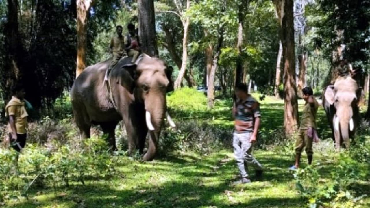  കാടും നാടും ഇളക്കി തിരഞ്ഞു, പിടി തരാതെ കടുവ, ഒടുവില്‍ തേടിയിറങ്ങി 'വിക്രമും ഭരതും', ആദ്യ ദിന തിരച്ചില്‍ വിഫലം