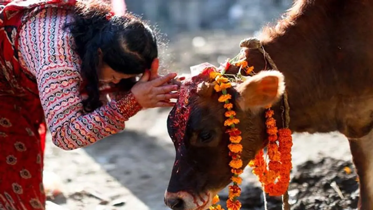 Gopashtami 2022: कब मनाया जाएगा गोपाष्टमी पर्व? जानें शुभ मुहूर्त, पूजा विधि, कथा और महत्व Gopashtami 2022: कब मनाया जाएगा गोपाष्टमी पर्व? जानें शुभ मुहूर्त, पूजा विधि, कथा और महत्व