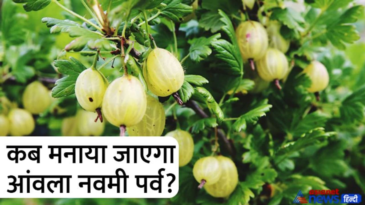 Amla navami 2022: 3 शुभ योगों में मनाया जाएगा आंवला नवमी पर्व, जानें तारीख, पूजा विधि और महत्व Amla navami 2022: 3 शुभ योगों में मनाया जाएगा आंवला नवमी पर्व, जानें तारीख, पूजा विधि और महत्व