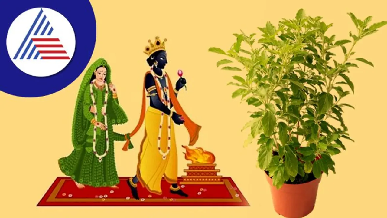 Tulsi Vivah 2022: ವಿಷ್ಣು ತುಳಸಿ ವಿವಾಹಕ್ಕೆ ದಿನ ಸನ್ನಿಹಿತ, ಹೇಗೆ ನಡೆಸೋದು ಪೂಜೆ?