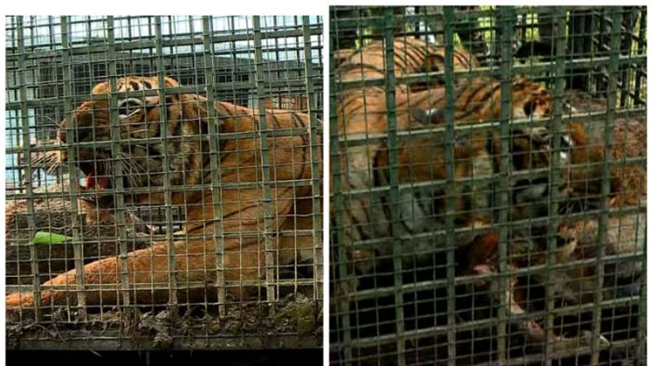 ചീരാലിലെ കടുവ പിടിയിൽ, കുടുങ്ങിയത് വനം വകുപ്പ് സ്ഥാപിച്ച കൂട്ടിൽ,ബത്തേരിയിലെ കേന്ദ്രത്തിലേക്ക് മാറ്റി