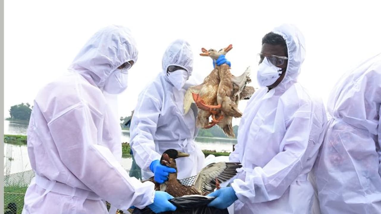 బ‌ర్డ్ ఫ్లూ కలకలం : కంబోడియాలో బాలిక మృతి, డ‌బ్ల్యూహెచ్ వో ఆందోళ‌న, భారత్ లోనూ.. 