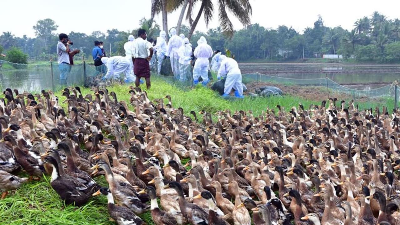 ആലപ്പുഴ ജില്ലയിലെ പക്ഷിപ്പനി ബാധ; താറാവ്, ഇറച്ചിക്കോഴി വില്പന വീണ്ടും കുറഞ്ഞു; പ്രതിസന്ധിയെന്ന് കര്ഷകര് ആലപ്പുഴ ജില്ലയിലെ പക്ഷിപ്പനി ബാധ; താറാവ്, ഇറച്ചിക്കോഴി വില്പന വീണ്ടും കുറഞ്ഞു; പ്രതിസന്ധിയെന്ന് കര്ഷകര്