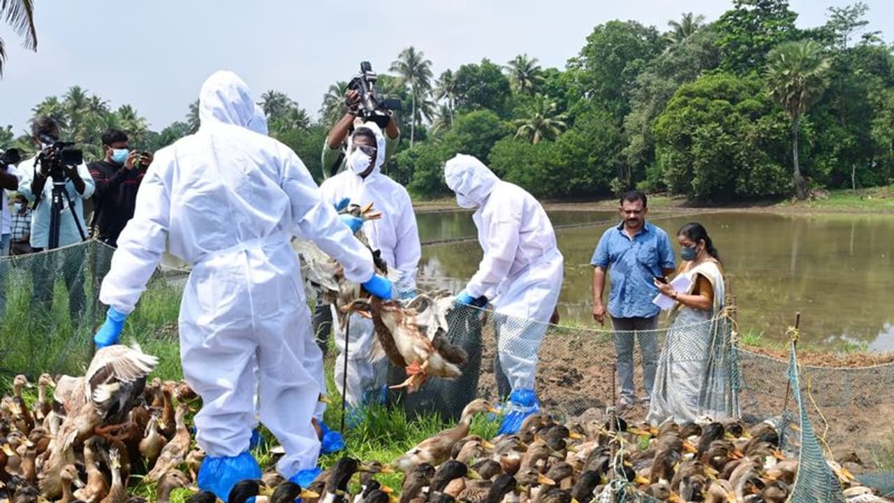 మరోసారి కేరళలో బర్డ్ ఫ్లూ కలకలం.. 8,000 బాతులు, కోళ్లలను చంపేలని ఆదేశం.. మరోసారి కేరళలో బర్డ్ ఫ్లూ కలకలం.. 8,000 బాతులు, కోళ్లలను చంపేలని ఆదేశం..
