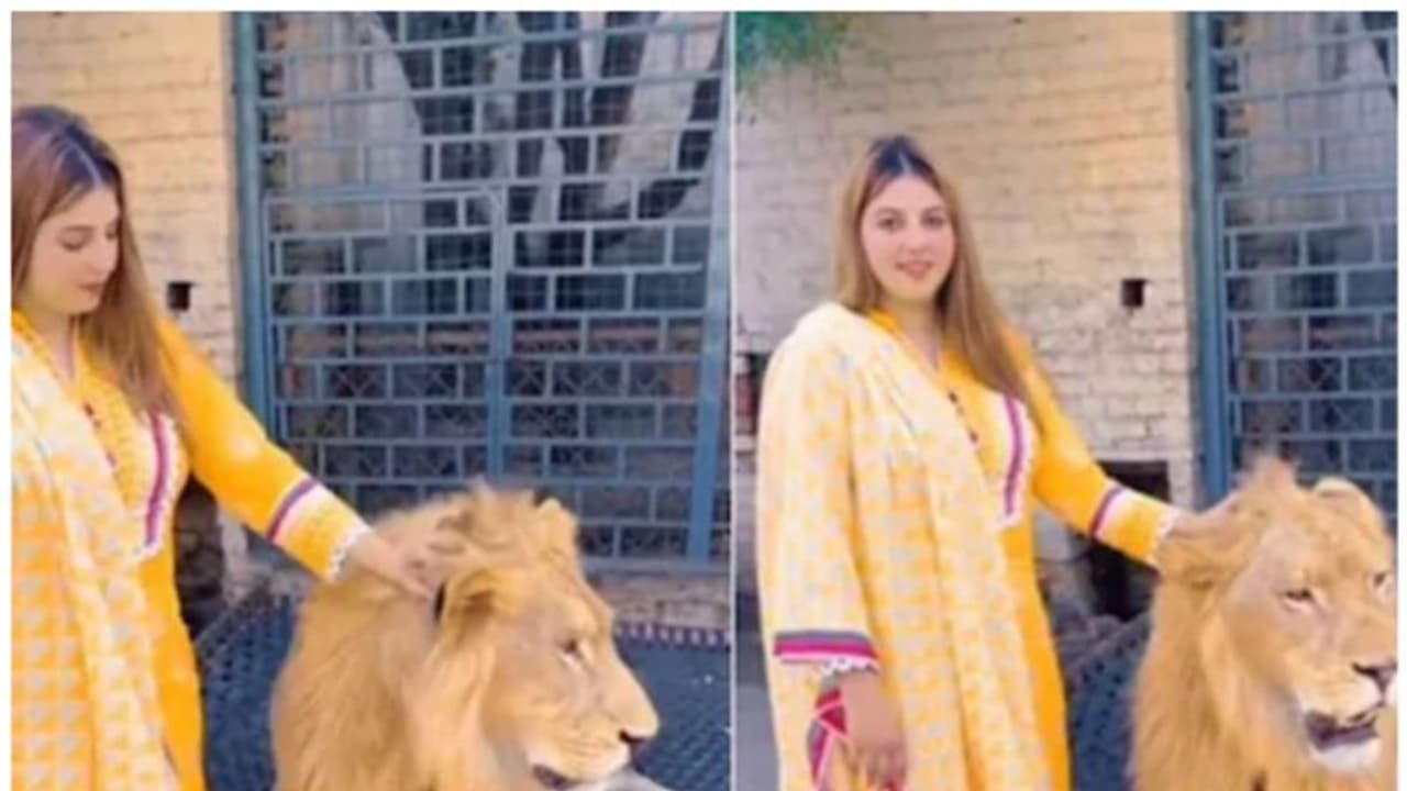 Viral Video : സിംഹത്തെ തലോലിച്ച് യുവതി ; വീഡിയോ കാണാം