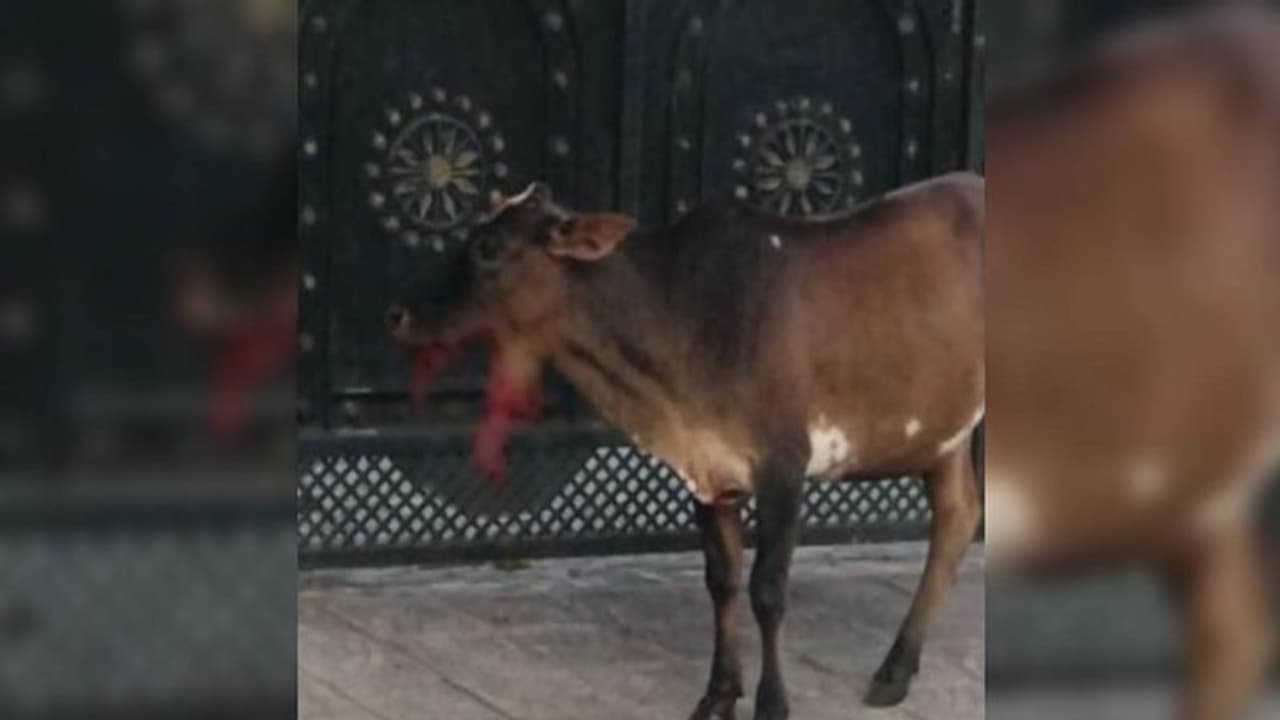 मानवता शर्मसार: गाय के मुंह में फटा बम, जबड़े के उड़ गए चीथड़े, CCTV खंगाल रही पुलिस मानवता शर्मसार: गाय के मुंह में फटा बम, जबड़े के उड़ गए चीथड़े, CCTV खंगाल रही पुलिस