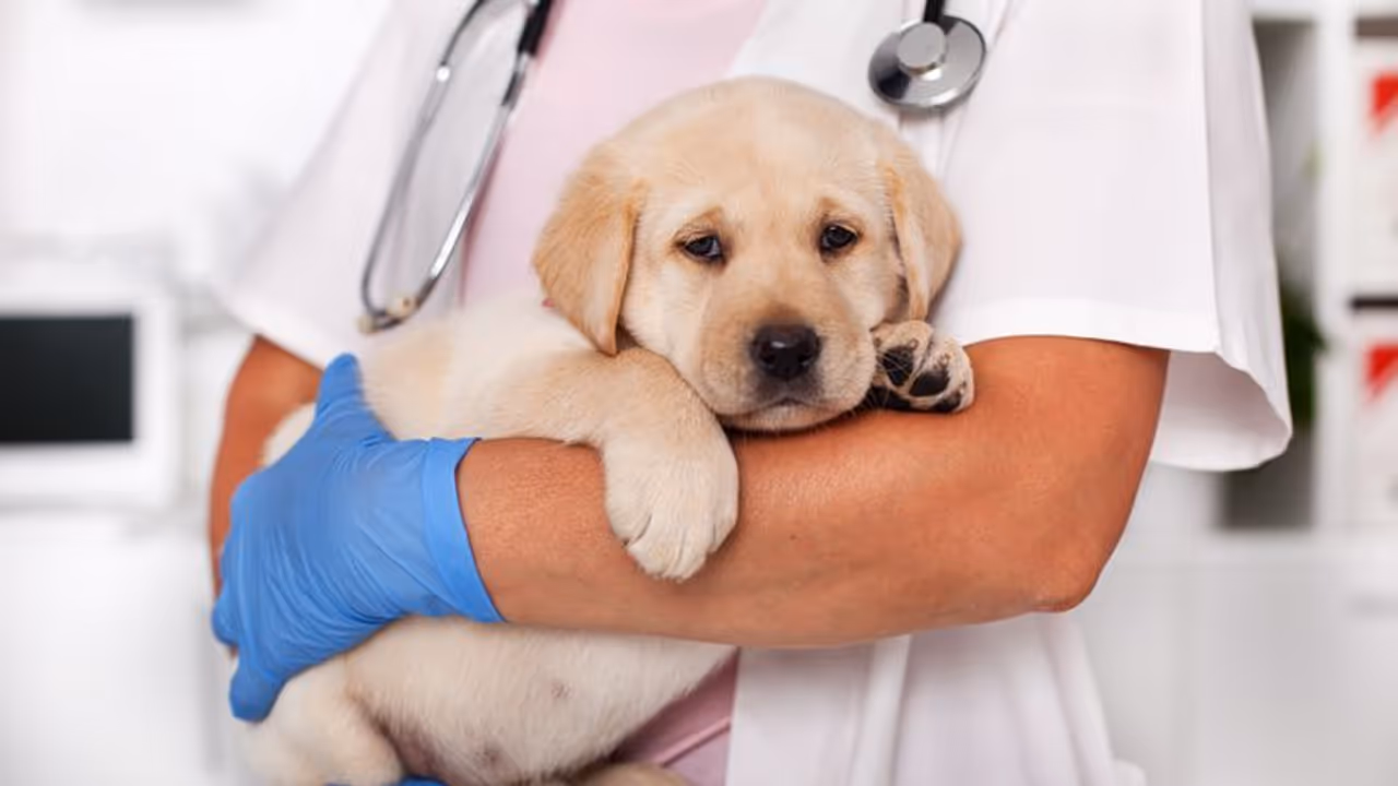 Parvovirus in Dogs : നായ്ക്കളിലെ പാർവോവൈറസ് : എന്തൊക്കെയാണ് ലക്ഷണങ്ങൾ?