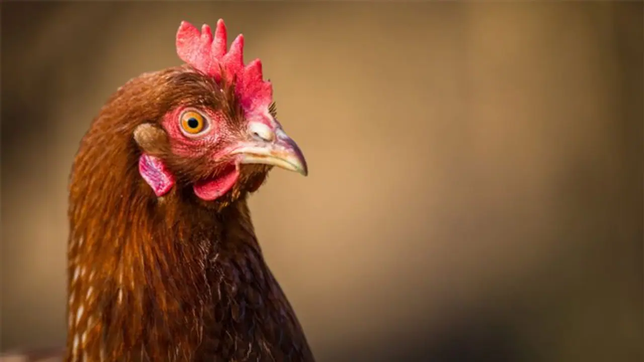 मुर्गे की बलि चढ़ाने गए शख्स की मौत, बाल बाल बच गया मुर्गा, पढ़ें शॉकिंग खबर... मुर्गे की बलि चढ़ाने गए शख्स की मौत, बाल बाल बच गया मुर्गा, पढ़ें शॉकिंग खबर...