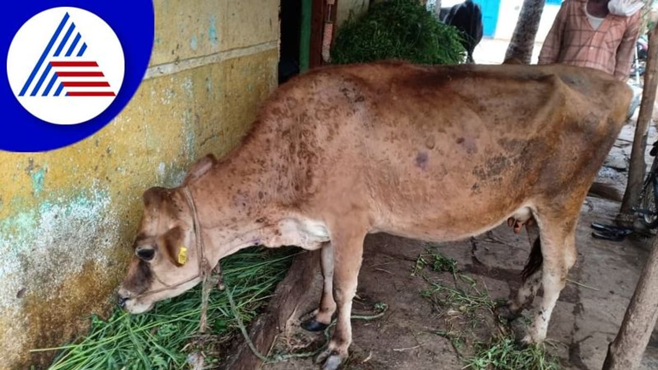 ಕೊರಟಗೆರೆಯಲ್ಲಿ ಜಾನುವಾರುಗಳಿಗೆ ಚರ್ಮಗಂಟು ರೋಗ: ರೈತರಲ್ಲಿ ಆತಂಕ