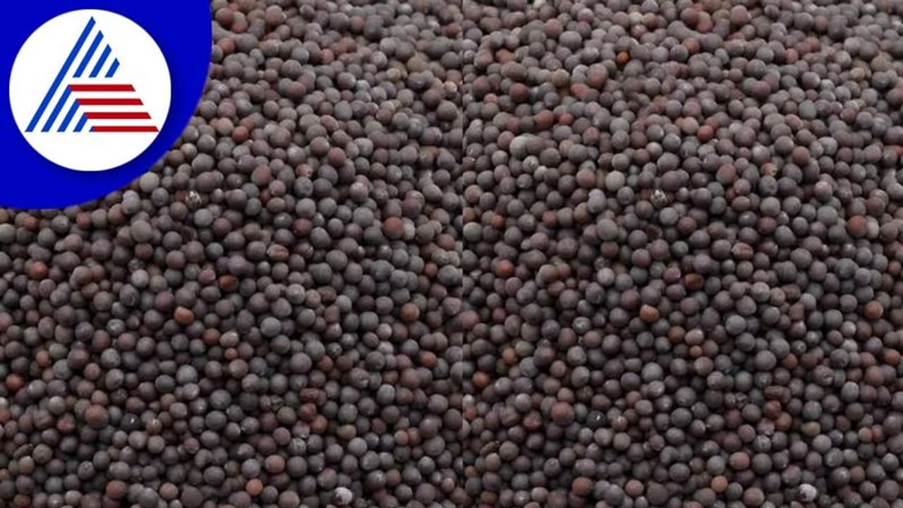 ಕುಲಾಂತರಿ ಸಾಸಿವೆ ಕೃಷಿಗೆ ಕೇಂದ್ರದ ಅನುಮೋದನೆ: ವಿವಾದ