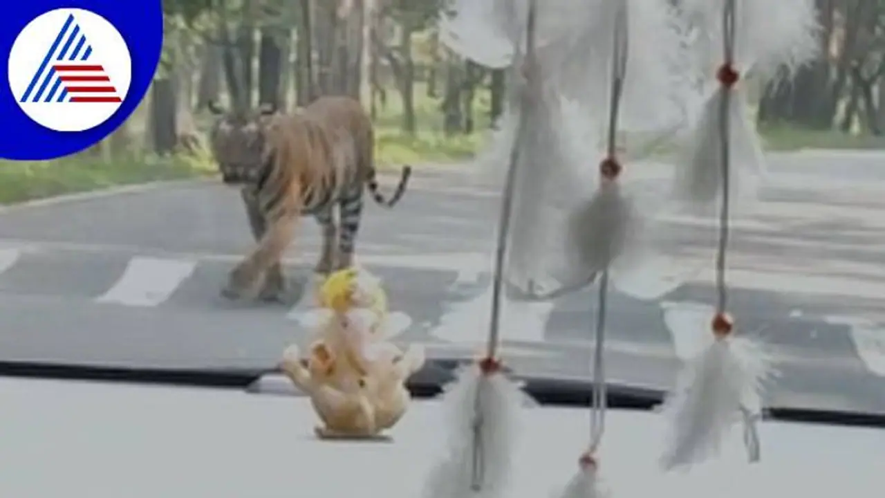 ಚಾಮರಾಜನಗರ: ಬಂಡೀಪುರ ಅರಣ್ಯದಲ್ಲಿ ದಂಪತಿಗೆ ಹುಲಿರಾಯನ ದರ್ಶನ..! ಚಾಮರಾಜನಗರ: ಬಂಡೀಪುರ ಅರಣ್ಯದಲ್ಲಿ ದಂಪತಿಗೆ ಹುಲಿರಾಯನ ದರ್ಶನ..!