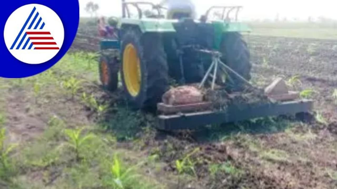 ಅತಿವೃಷ್ಟಿ ಬೆಳೆನಾಶ: ಮೆಕ್ಕೆ ಜೋಳ ಹರಗಿದ ರೈತ 