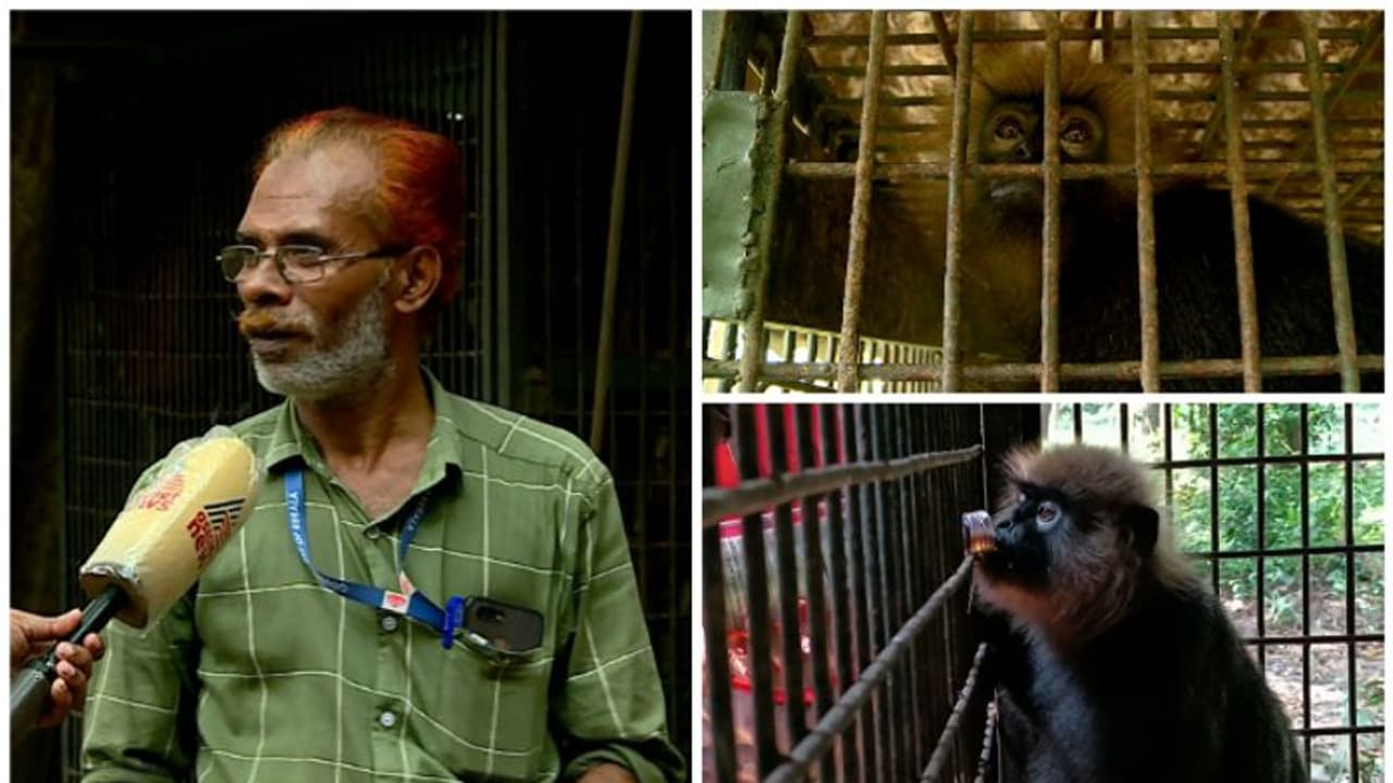 ബീരാനിഷ്ടം പൊറോട്ടയും ചായയും ചോറും ഫ്രൂട്ട്സും; വനംവകുപ്പ് ഉദ്യോഗസ്ഥരുടെ സുഹൃത്തു കൂടിയാണ് ഈ കരിങ്കുരങ്ങ്! ബീരാനിഷ്ടം പൊറോട്ടയും ചായയും ചോറും ഫ്രൂട്ട്സും; വനംവകുപ്പ് ഉദ്യോഗസ്ഥരുടെ സുഹൃത്തു കൂടിയാണ് ഈ കരിങ്കുരങ്ങ്!