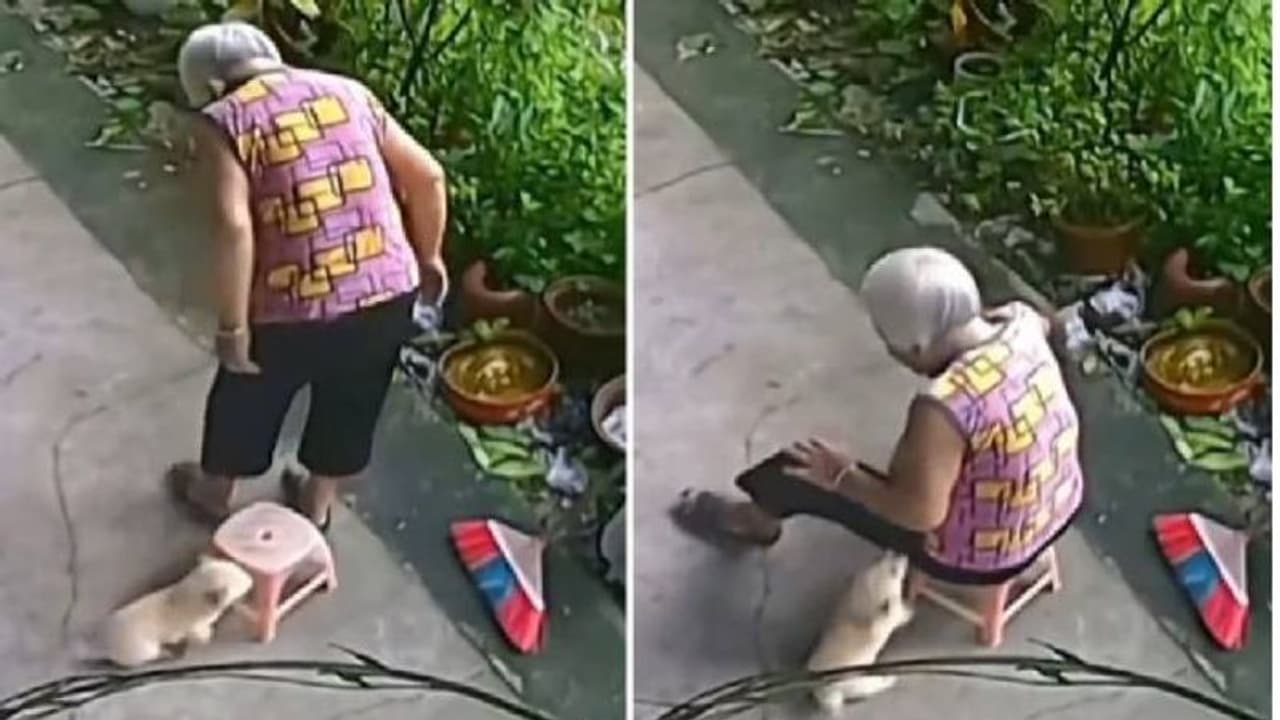 മുത്തശ്ശിയുടെ കസേര ഇതാ എത്തി; മുത്തശ്ശിക്കിരിക്കാൻ കസേര നീക്കിക്കൊടുത്ത് നായക്കുട്ടി മുത്തശ്ശിയുടെ കസേര ഇതാ എത്തി; മുത്തശ്ശിക്കിരിക്കാൻ കസേര നീക്കിക്കൊടുത്ത് നായക്കുട്ടി