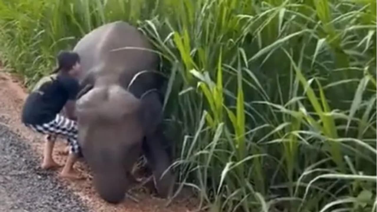 ചെളിയില്‍ വീണ കുട്ടിയാനയെ രക്ഷിക്കുന്ന പെണ്‍കുട്ടി; വൈറലായി വീഡിയോ 