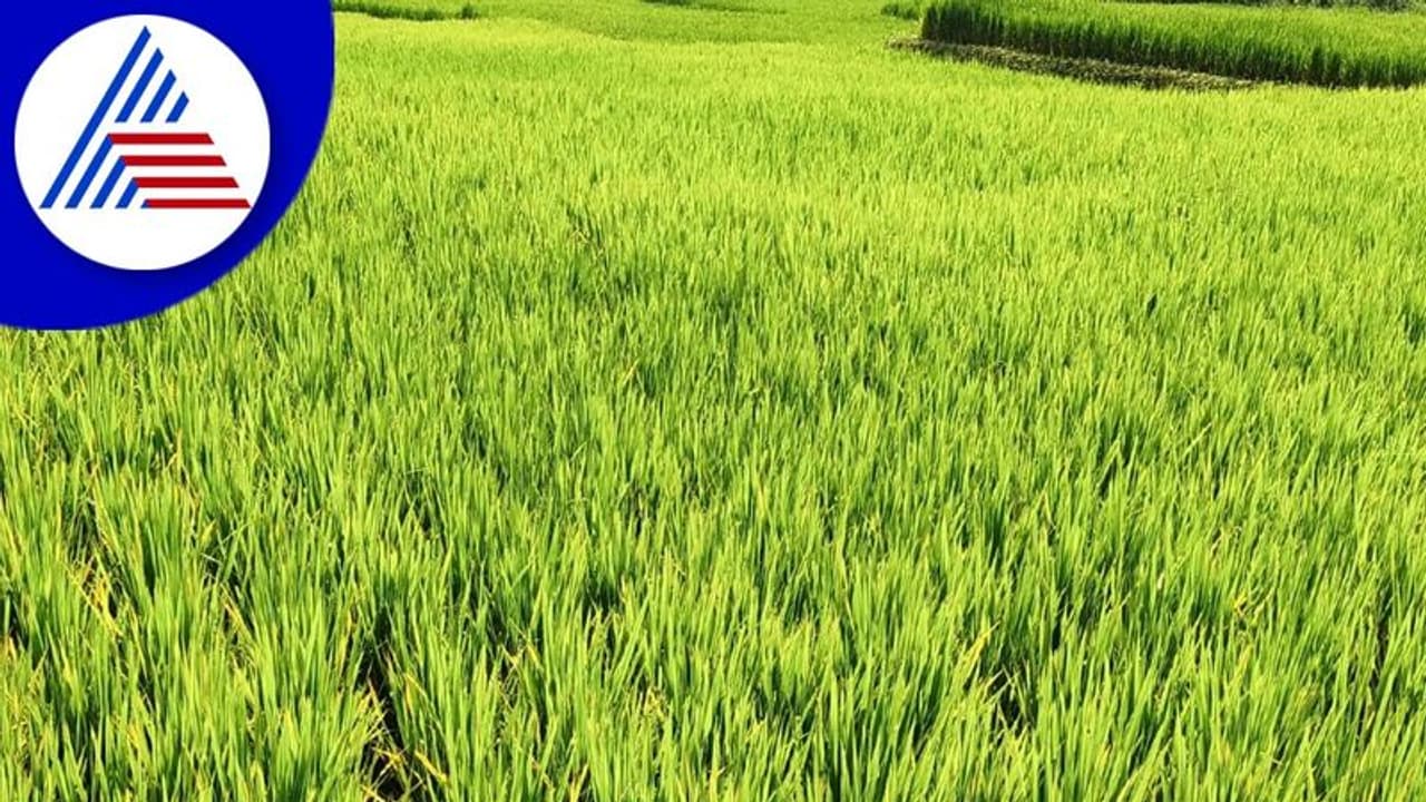 Mysuru: 22 ದಿನಗಳಿಂದ 5 ಸಾವಿರ ಎಕರೆ ಭತ್ತದ ಬೆಳೆಗೆ ನೀರಿಲ್ಲ Mysuru: 22 ದಿನಗಳಿಂದ 5 ಸಾವಿರ ಎಕರೆ ಭತ್ತದ ಬೆಳೆಗೆ ನೀರಿಲ್ಲ