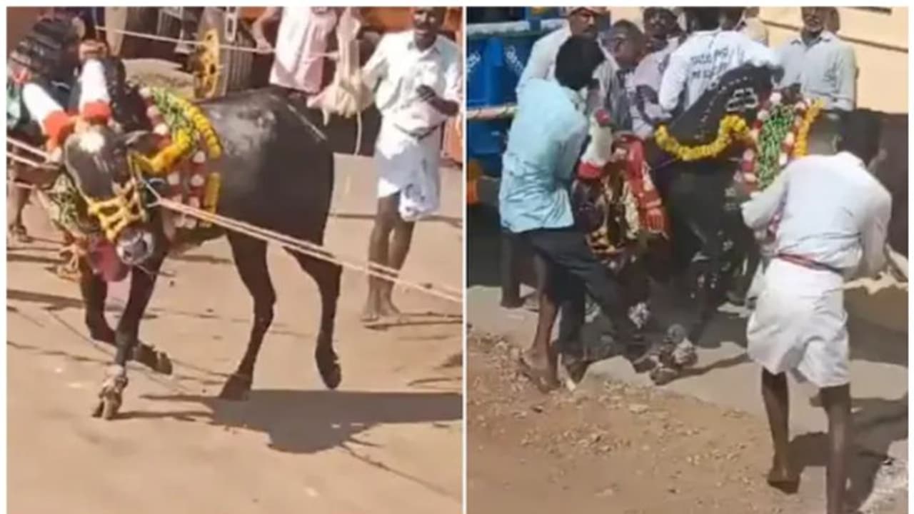 കർണാടകയിൽ കാളയോട്ടമത്സരത്തിനിടെ രണ്ട് മരണം; പരിപാടിയെക്കുറിച്ച് അറിവുണ്ടായിരുന്നില്ലെന്ന് പൊലീസ് കർണാടകയിൽ കാളയോട്ടമത്സരത്തിനിടെ രണ്ട് മരണം; പരിപാടിയെക്കുറിച്ച് അറിവുണ്ടായിരുന്നില്ലെന്ന് പൊലീസ്