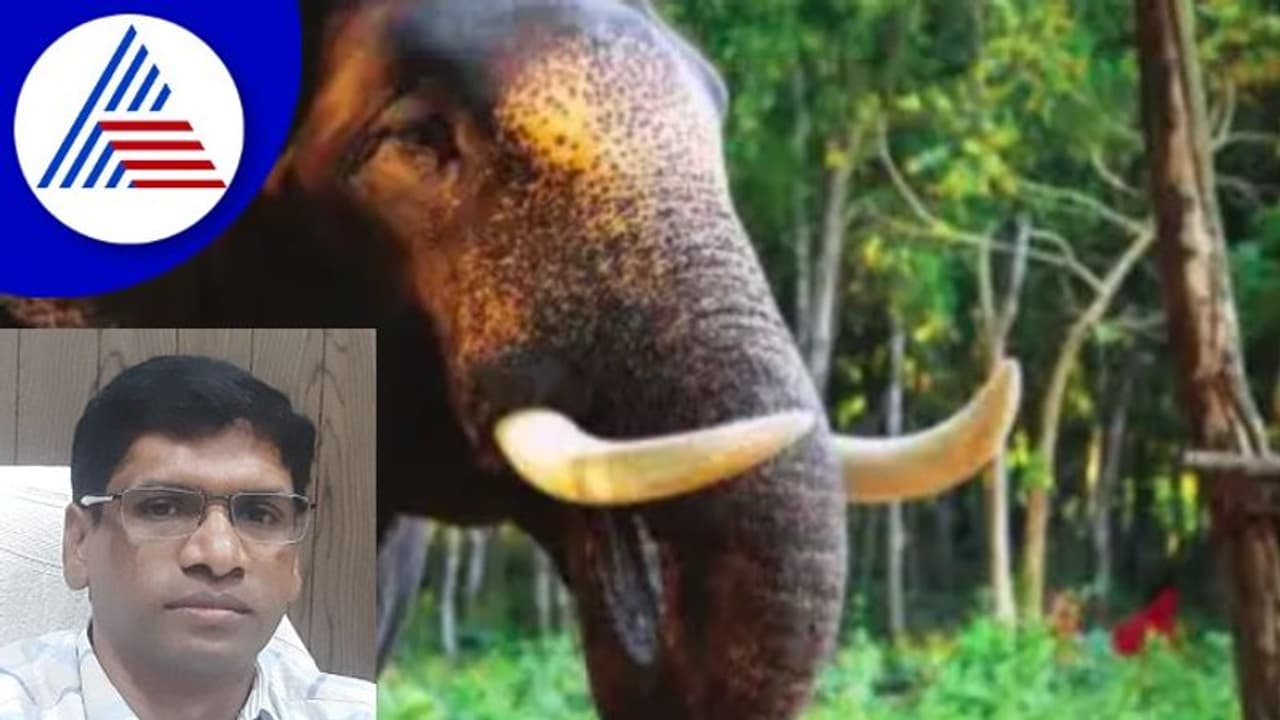 ಒಂಟಿ ಸಲಗ ಸೆರೆಗೆ ದಸರಾ ಆನೆಗಳು: ಇಂದಿನಿಂದ ಕಾರ್ಯಾಚರಣೆ 